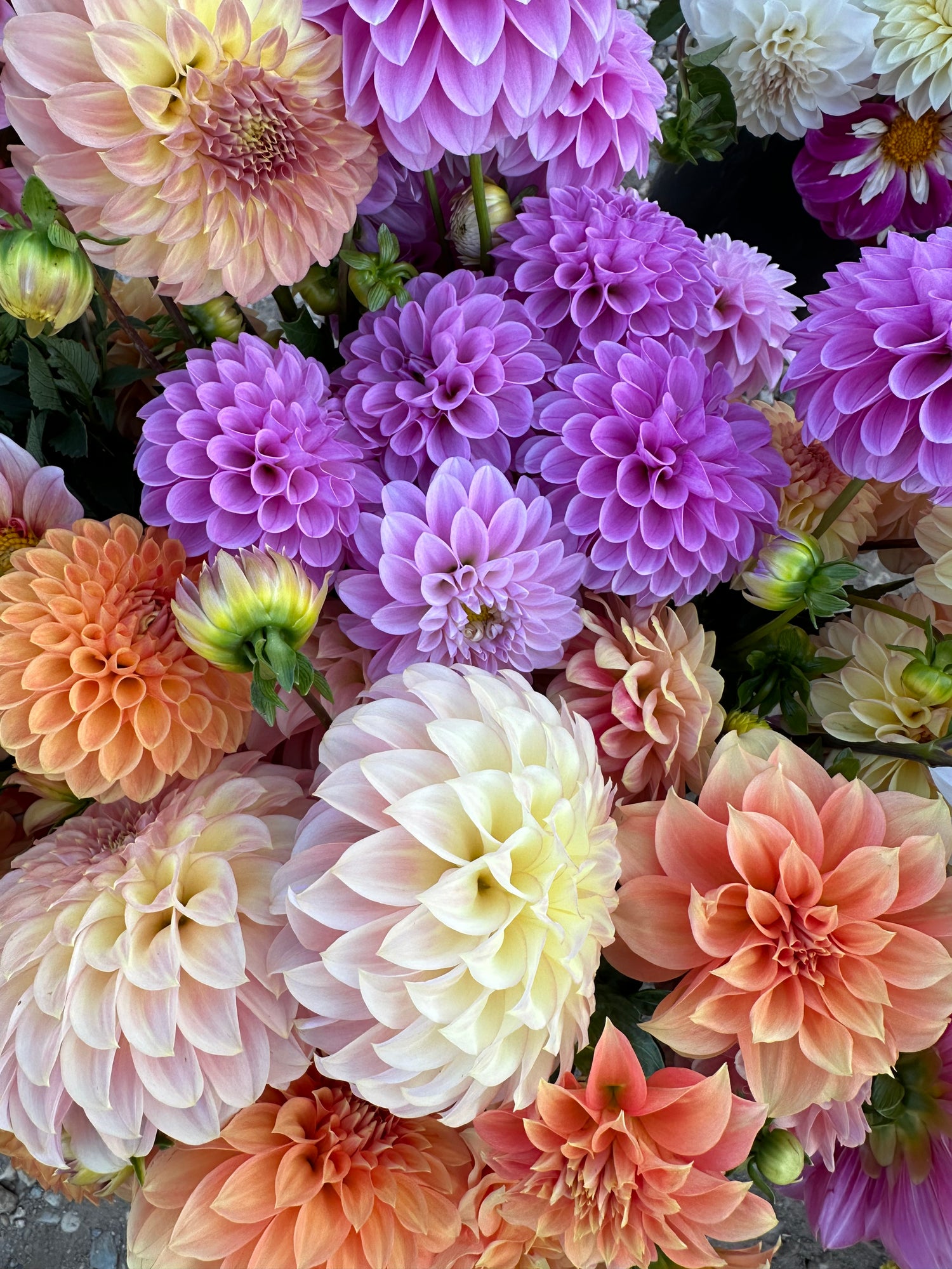 Dahlia Tubers