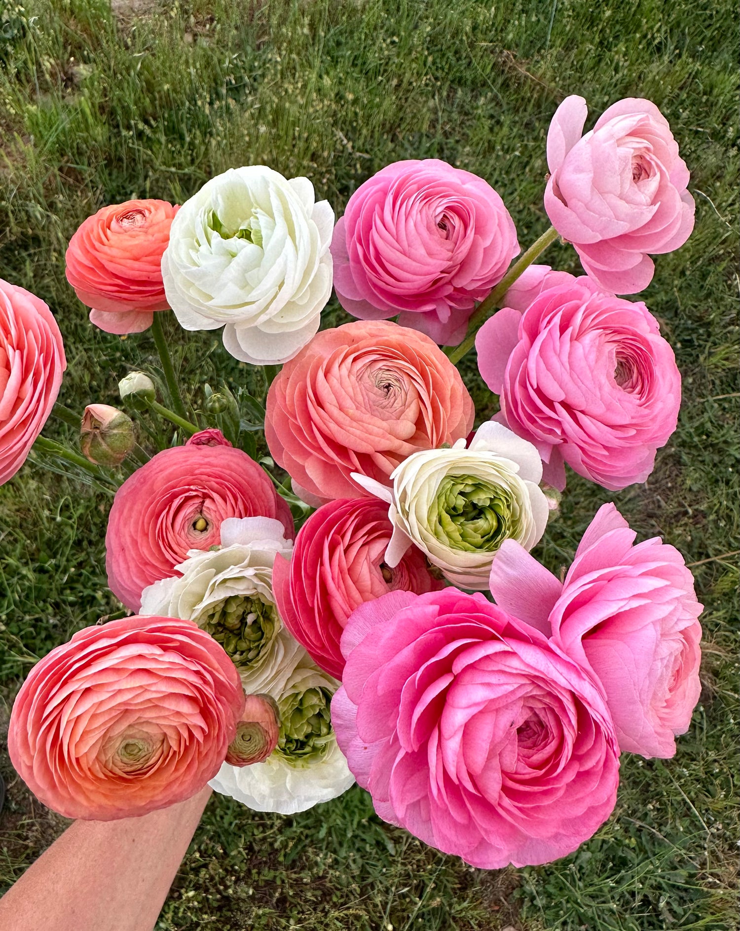 Ranunculus Corms