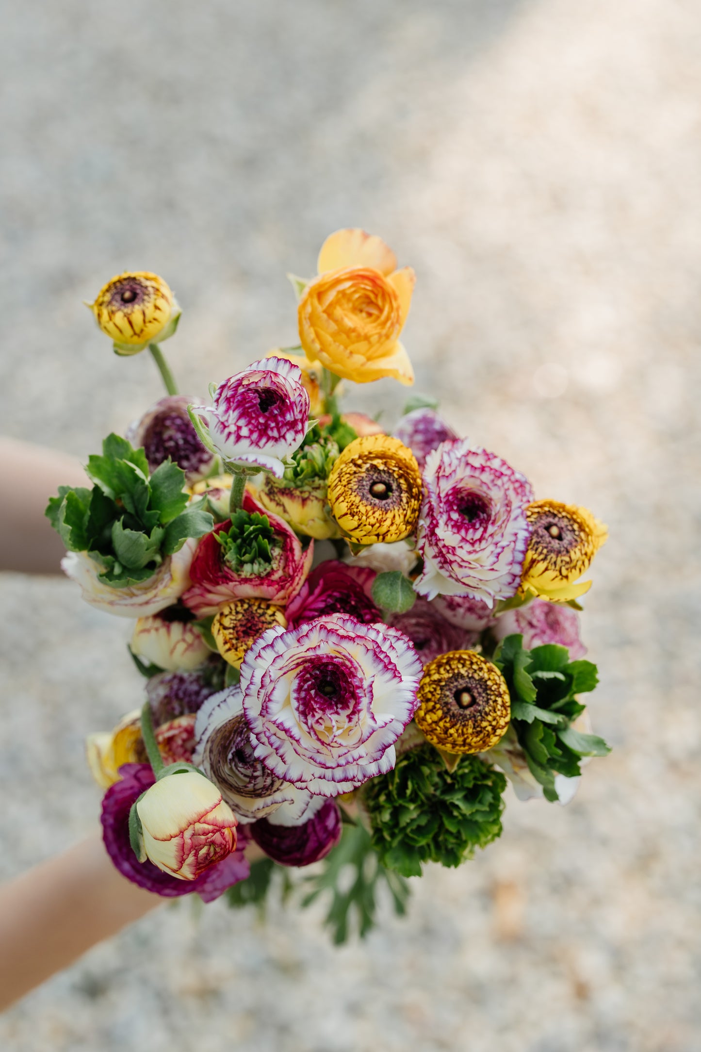 Italian Ranunculus Corms - Tiger