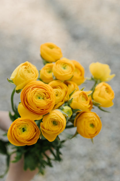 Italian Ranunculus Corms - Yellow