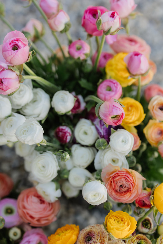 Italian Ranunculus Corms - Mixed