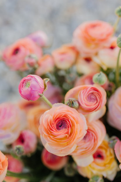 Italian Ranunculus Corms - Salmon