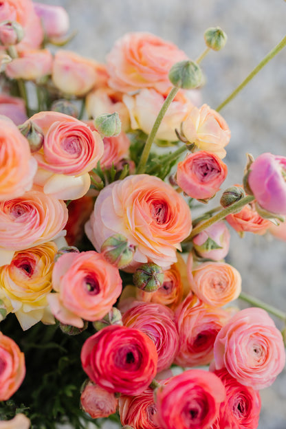 Italian Ranunculus Corms - Salmon