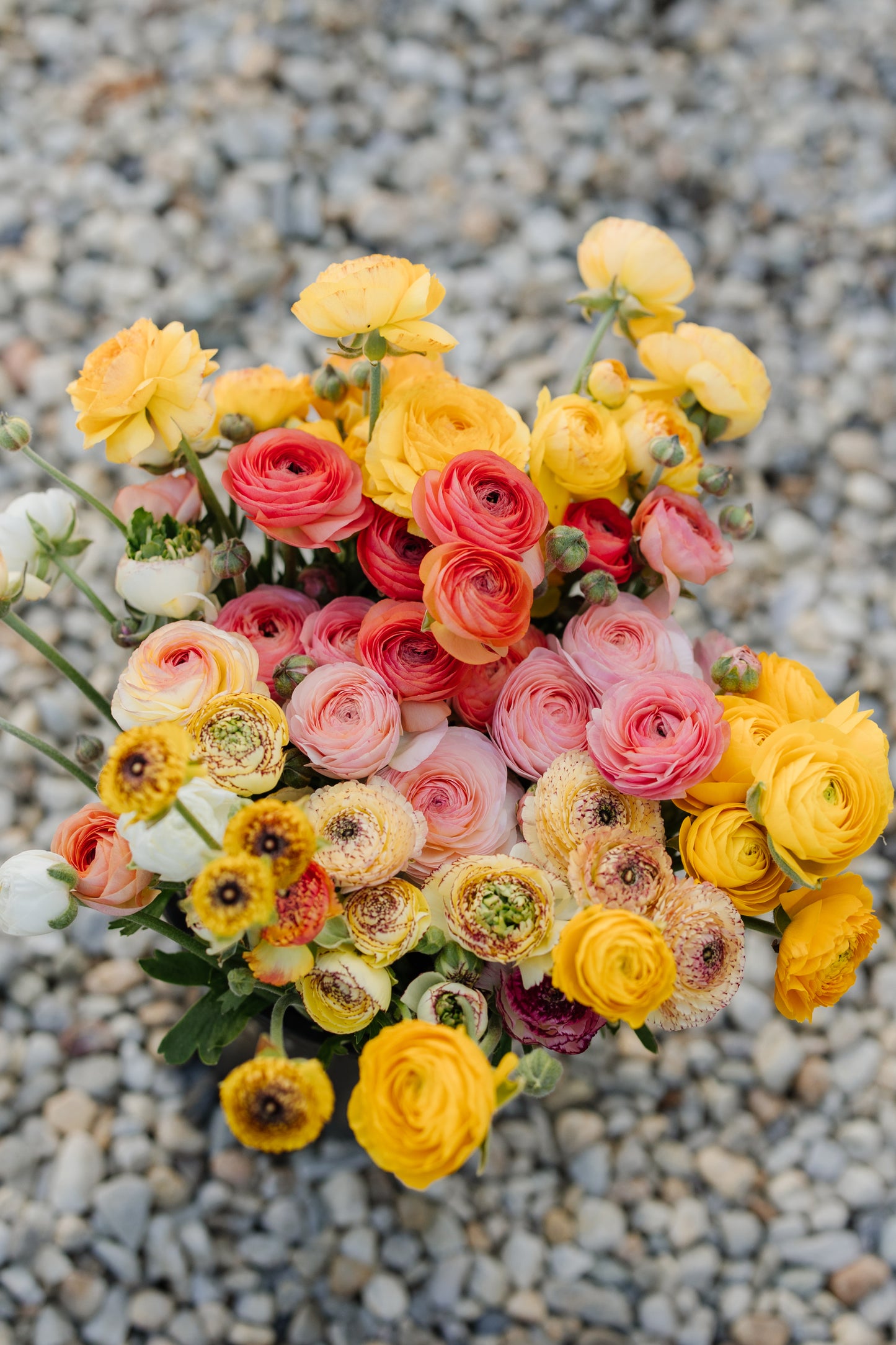 Italian Ranunculus Corms - Mixed