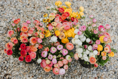 Italian Ranunculus Corms - Mixed