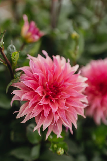 Carlos Watermelon Dahlia