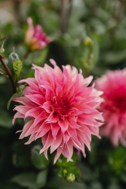 Carlos Watermelon Dahlia