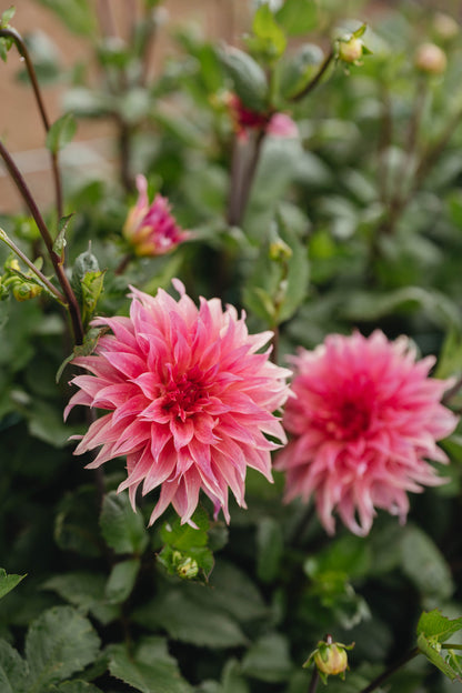 Carlos Watermelon Dahlia