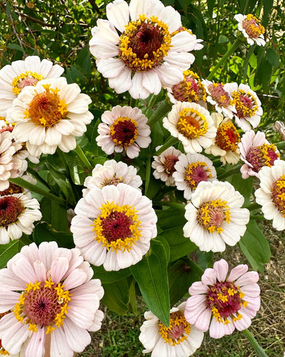 Little Flower Girl Zinnia