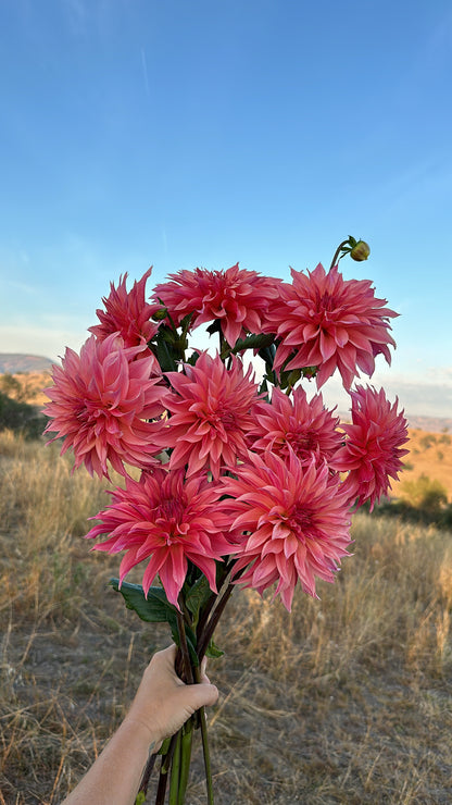 Carlos Watermelon Dahlia