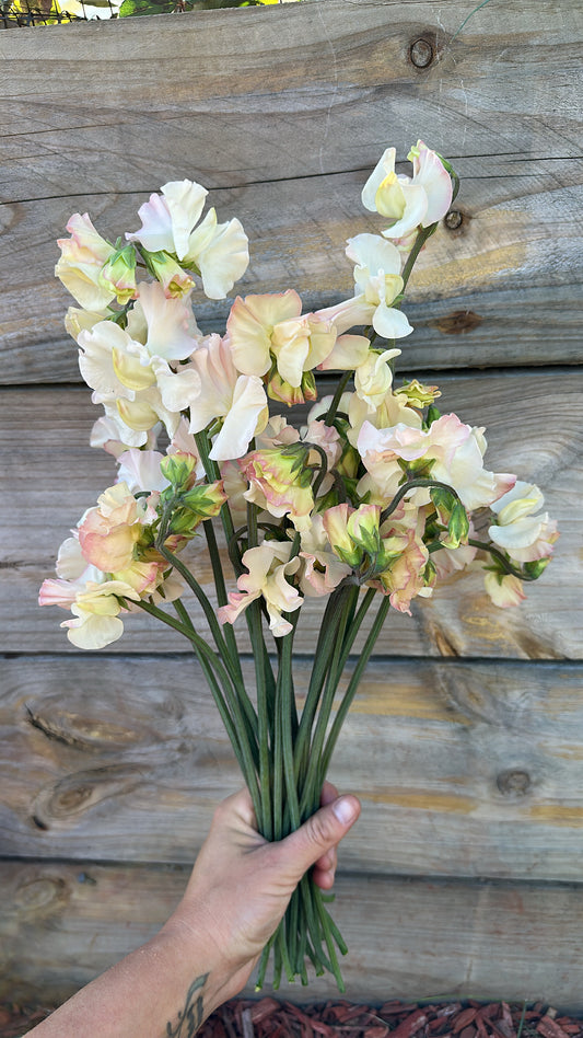 Sweet Pea "Piggy Sue" seeds