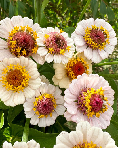 Little Flower Girl Zinnia