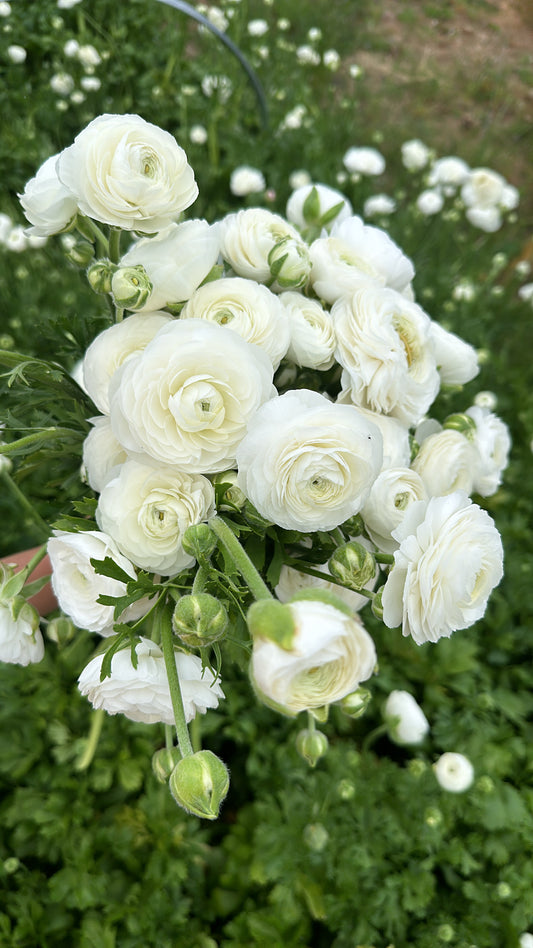 Italian Ranunculus Corms - White