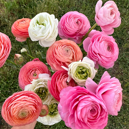 Italian Ranunculus Corms - Light Pink