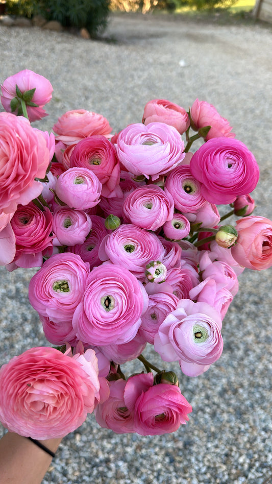 Italian Ranunculus Corms - Light Pink