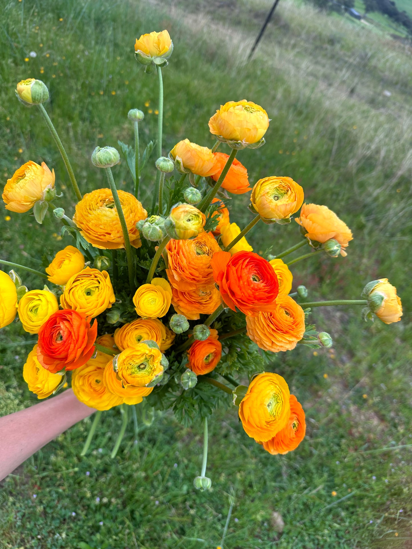 Italian Ranunculus Corms - Yellow