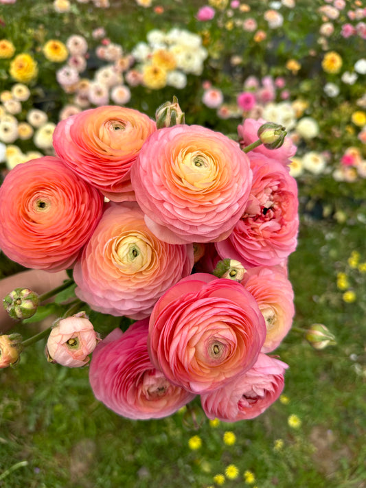 Italian Ranunculus Corms - Salmon