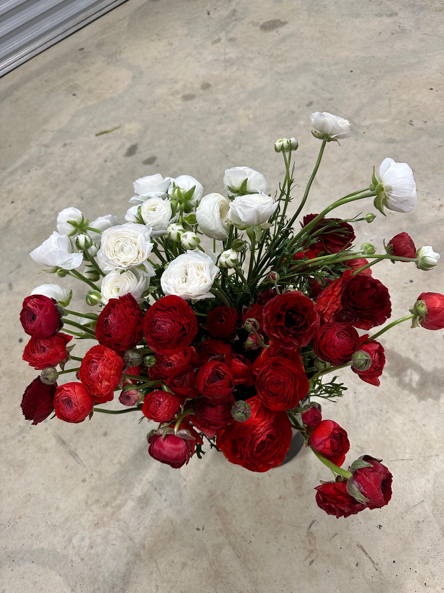 Italian Ranunculus Corms - Romance Mix