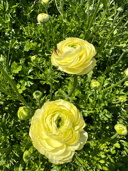 Italian Ranunculus Corms - Lemon