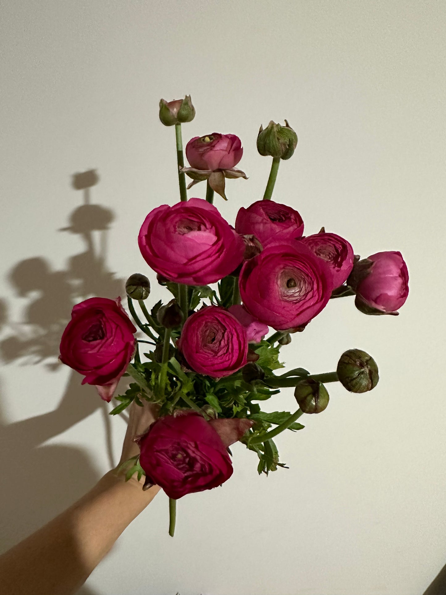 Italian Ranunculus Corms - Hot Pink