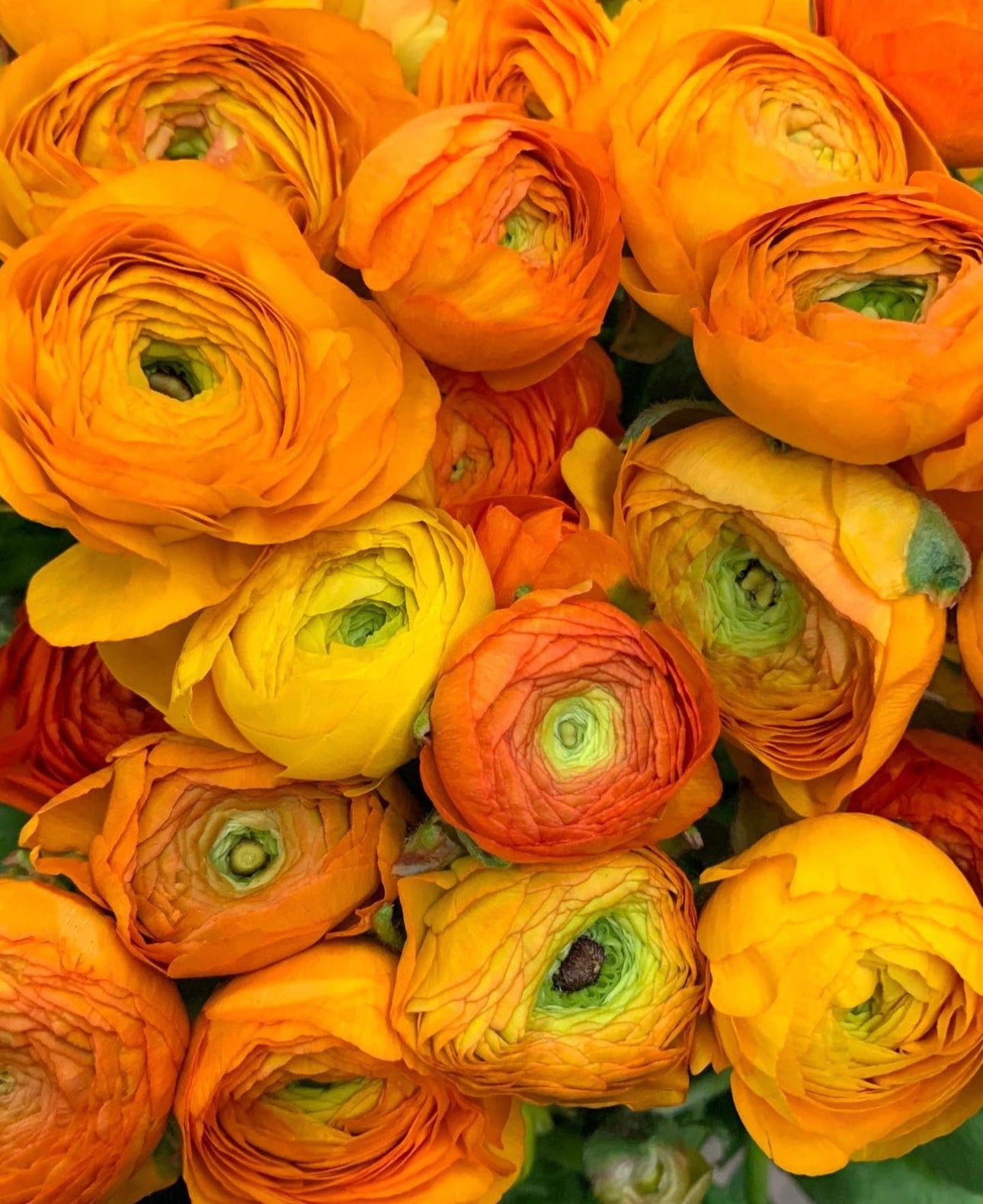 Italian Ranunculus Corms - Orange