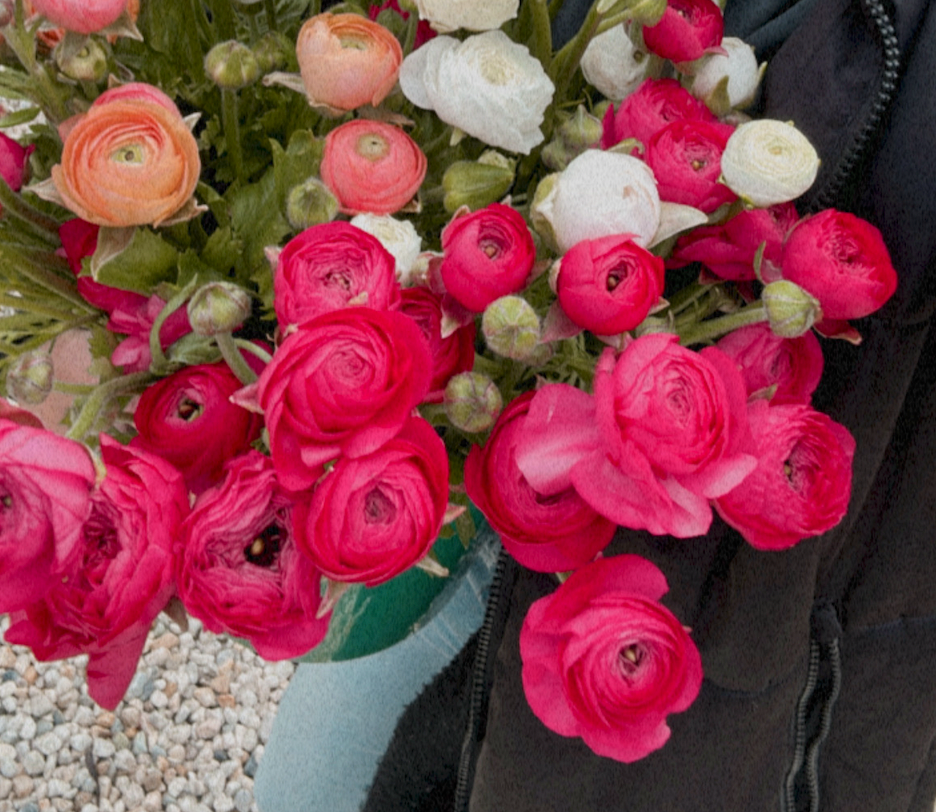 Italian Ranunculus Corms - Hot Pink