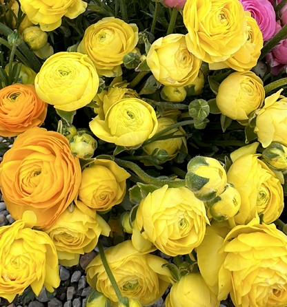 Italian Ranunculus Corms - Lemon