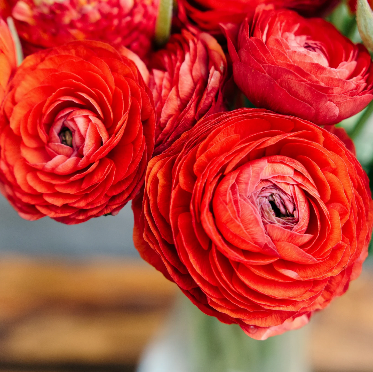 Italian Ranunculus Corms - Red