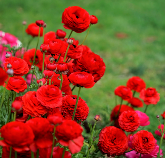 Italian Ranunculus Corms - Red